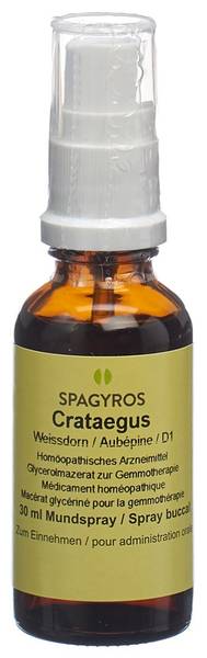 SPAGYROS GEMMO CRATAEGUS LAEVI GLYC MAZ D 1 30 ML